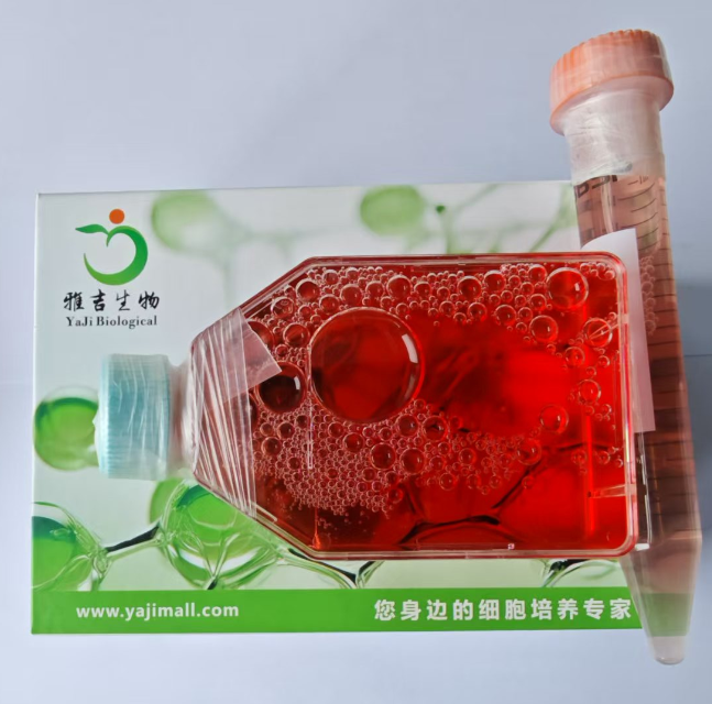 �����ٌ��ܰ�����MDA-MB-134-VI